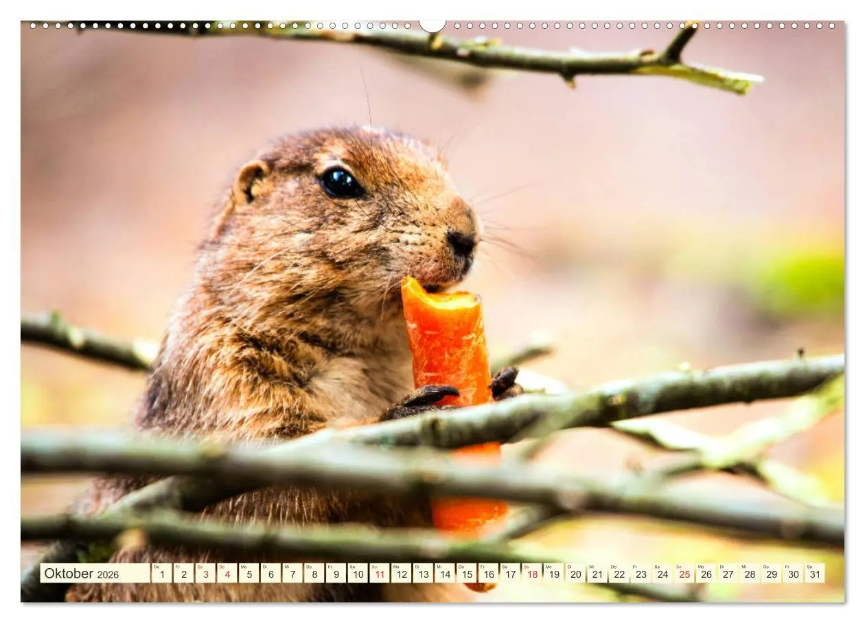 Bild: 9783457691564 | Präriehunde - süße Säuger (hochwertiger Premium Wandkalender 2026...