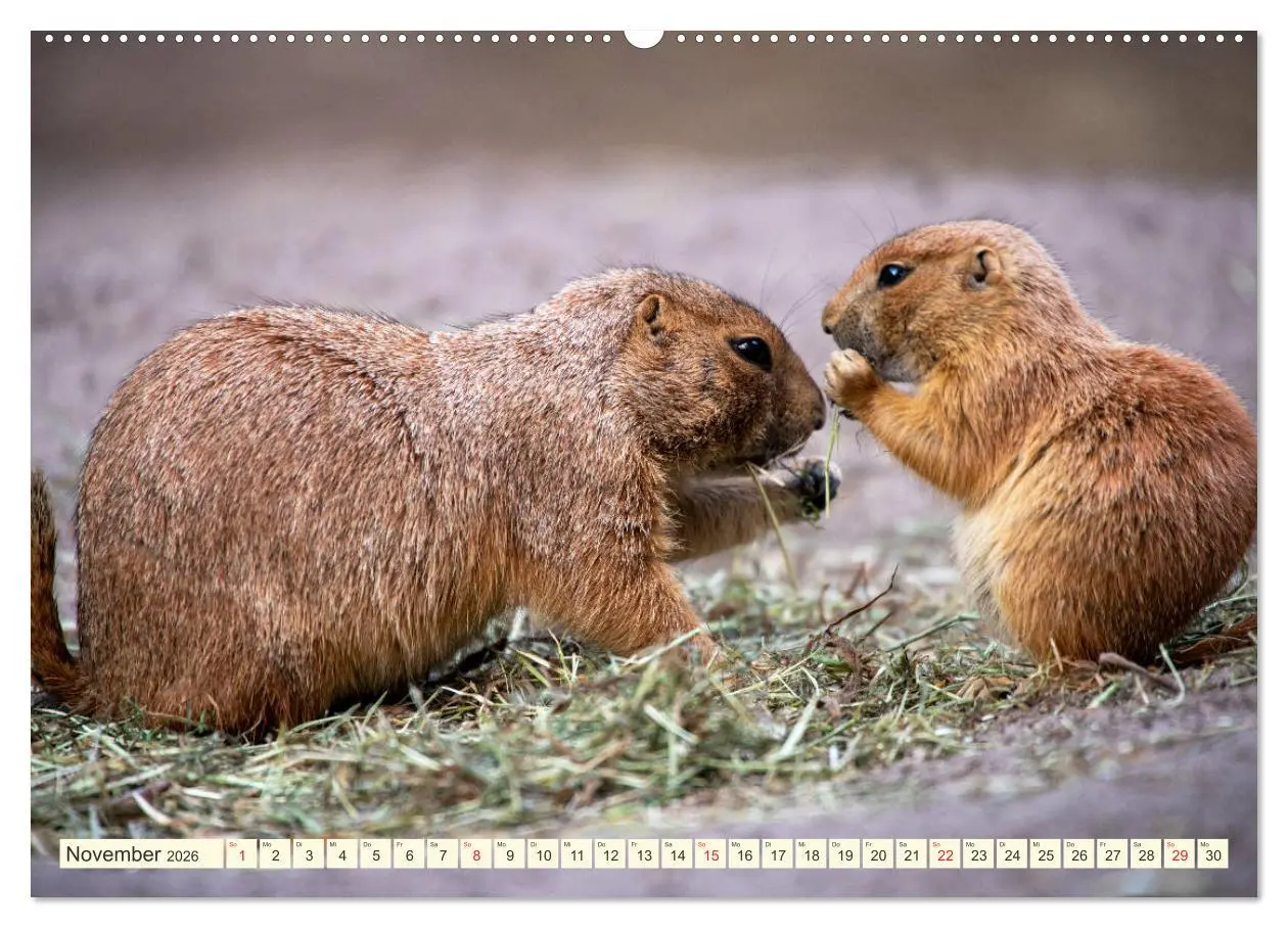 Bild: 9783457691564 | Präriehunde - süße Säuger (hochwertiger Premium Wandkalender 2026...