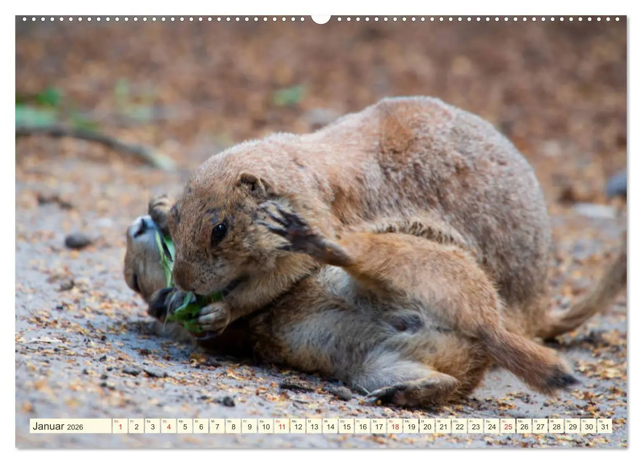 Bild: 9783457691564 | Präriehunde - süße Säuger (hochwertiger Premium Wandkalender 2026...
