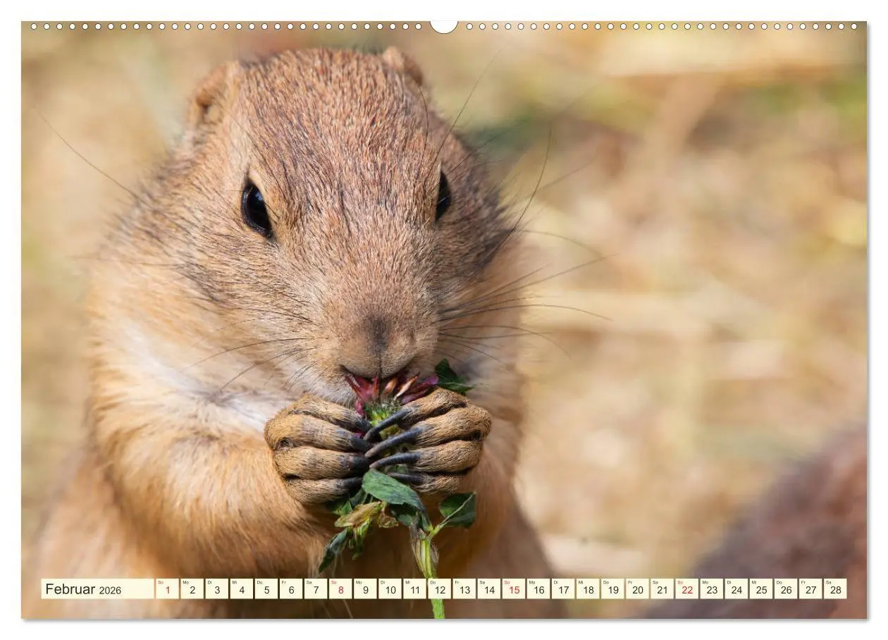 Bild: 9783457691564 | Präriehunde - süße Säuger (hochwertiger Premium Wandkalender 2026...