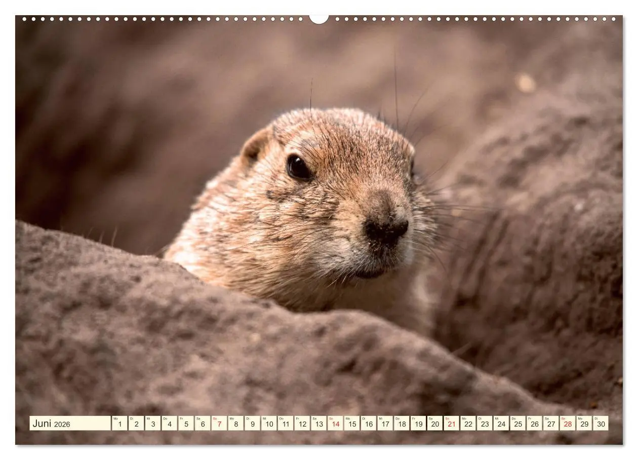 Bild: 9783457691564 | Präriehunde - süße Säuger (hochwertiger Premium Wandkalender 2026...