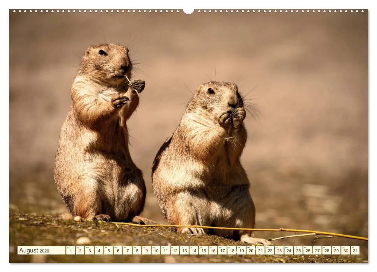 Bild: 9783457691564 | Präriehunde - süße Säuger (hochwertiger Premium Wandkalender 2026...