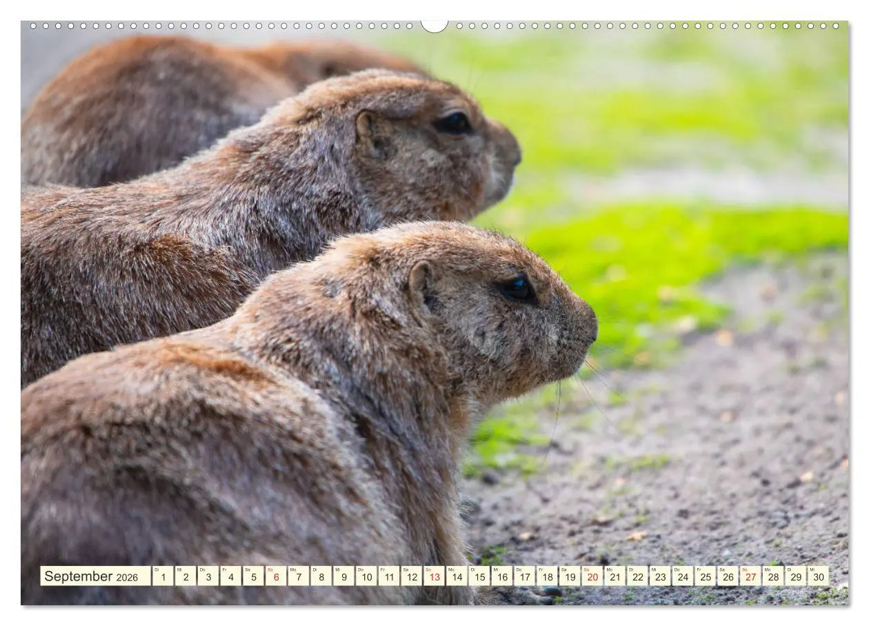 Bild: 9783457691564 | Präriehunde - süße Säuger (hochwertiger Premium Wandkalender 2026...