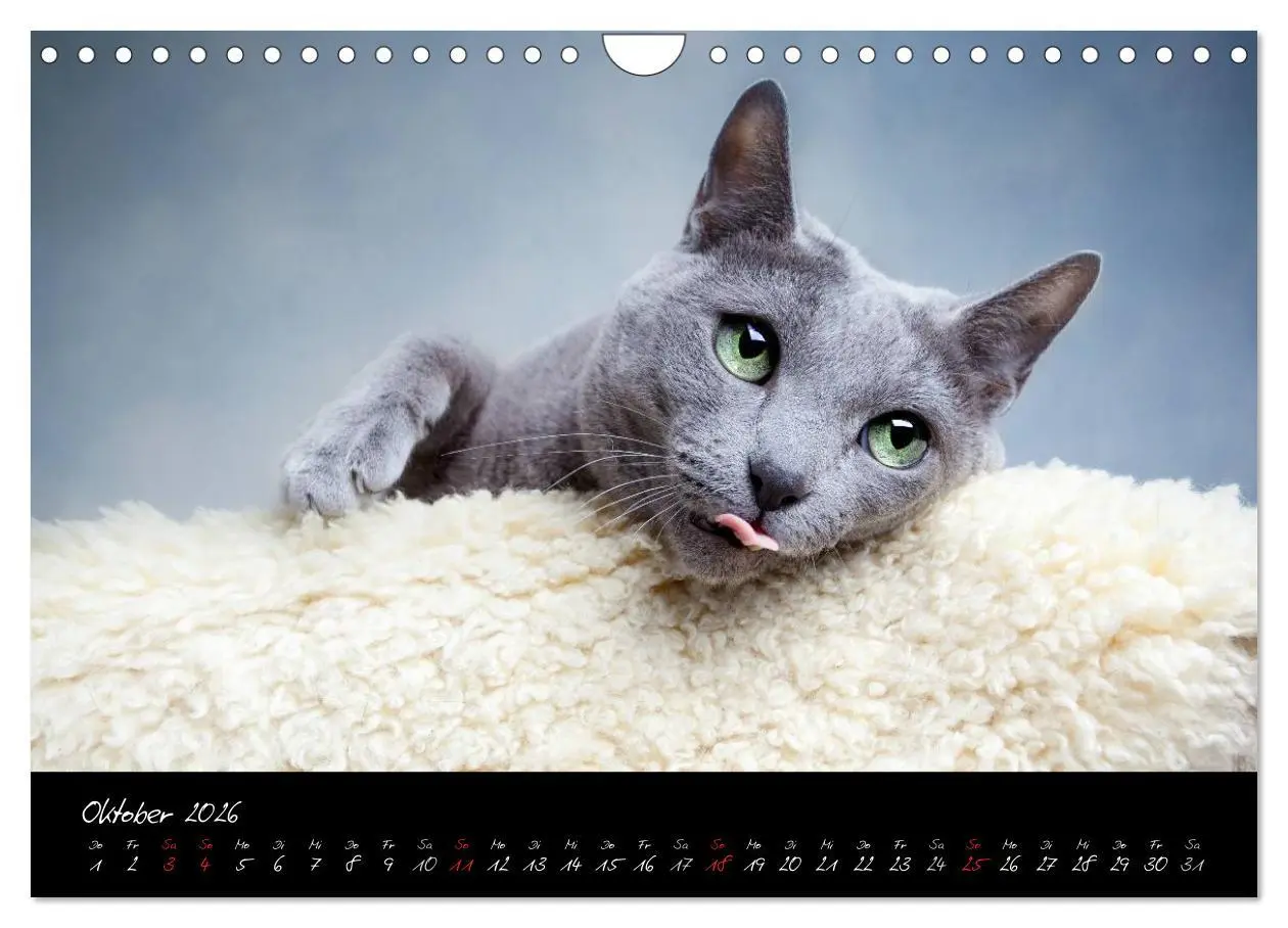 Bild: 9783516231564 | Katzen 2026 (Wandkalender 2026 DIN A4 quer), CALVENDO Monatskalender