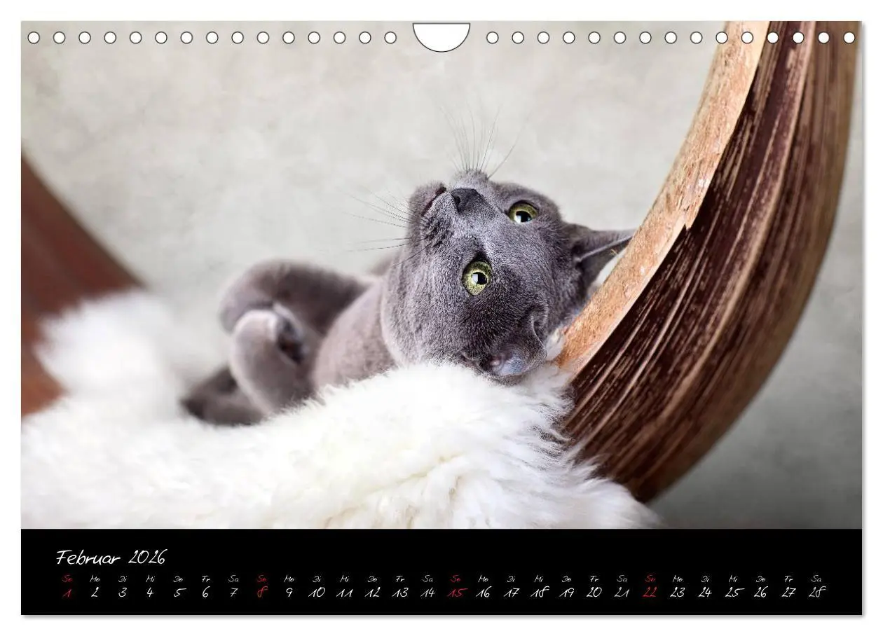 Bild: 9783516231564 | Katzen 2026 (Wandkalender 2026 DIN A4 quer), CALVENDO Monatskalender