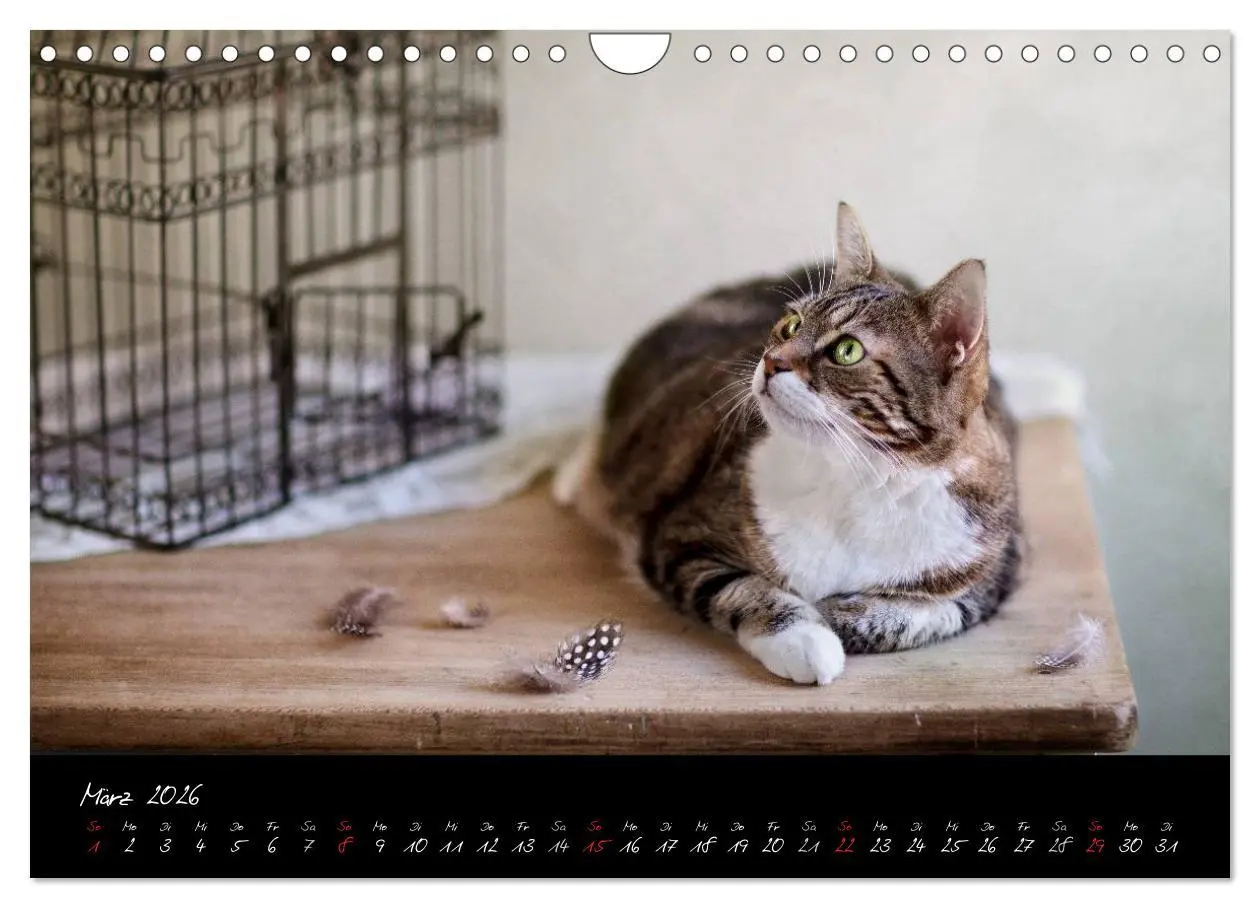 Bild: 9783516231564 | Katzen 2026 (Wandkalender 2026 DIN A4 quer), CALVENDO Monatskalender