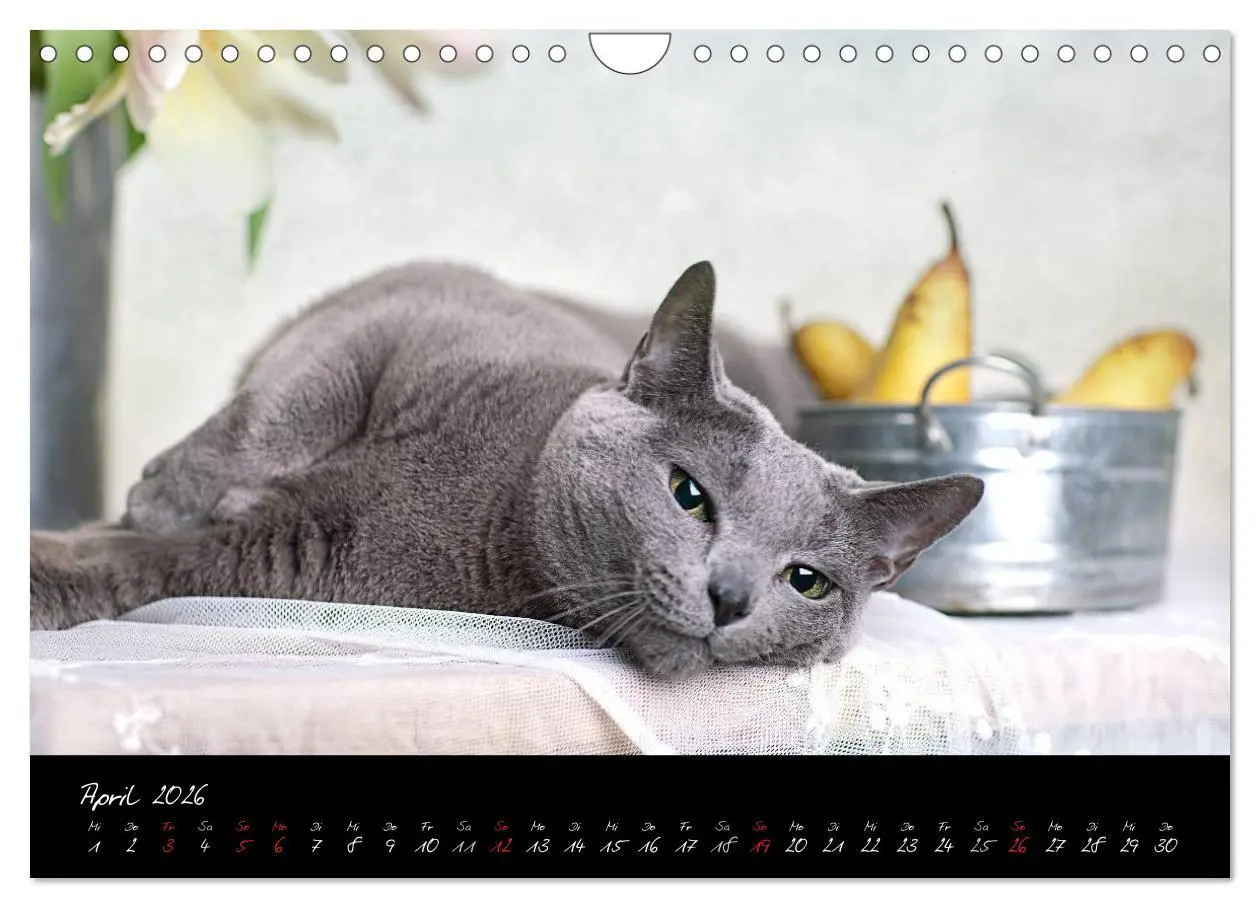 Bild: 9783516231564 | Katzen 2026 (Wandkalender 2026 DIN A4 quer), CALVENDO Monatskalender
