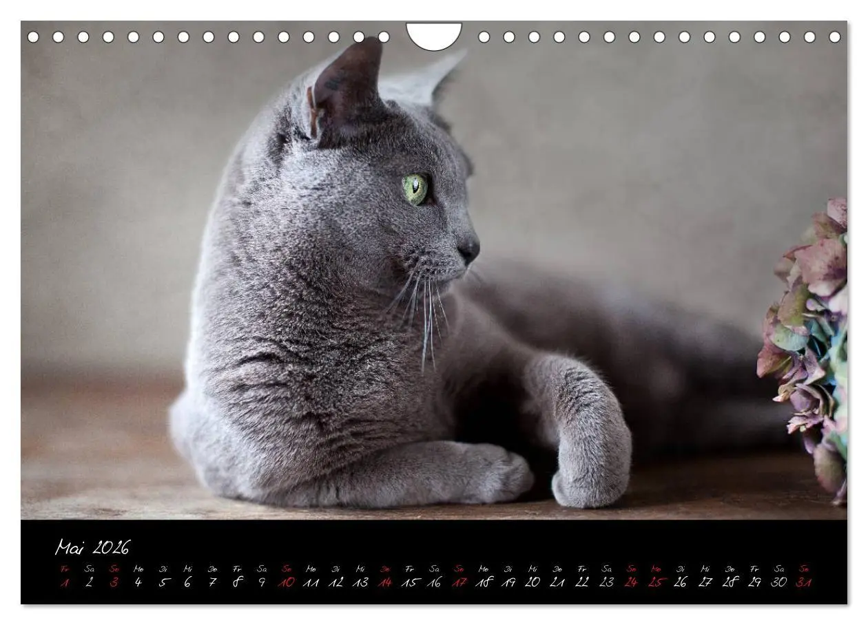 Bild: 9783516231564 | Katzen 2026 (Wandkalender 2026 DIN A4 quer), CALVENDO Monatskalender