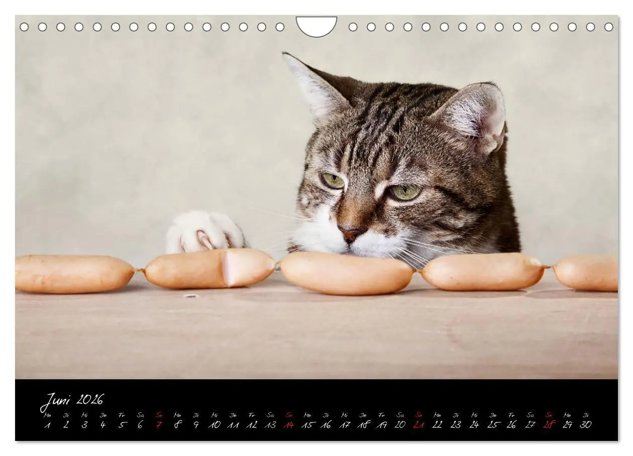 Bild: 9783516231564 | Katzen 2026 (Wandkalender 2026 DIN A4 quer), CALVENDO Monatskalender