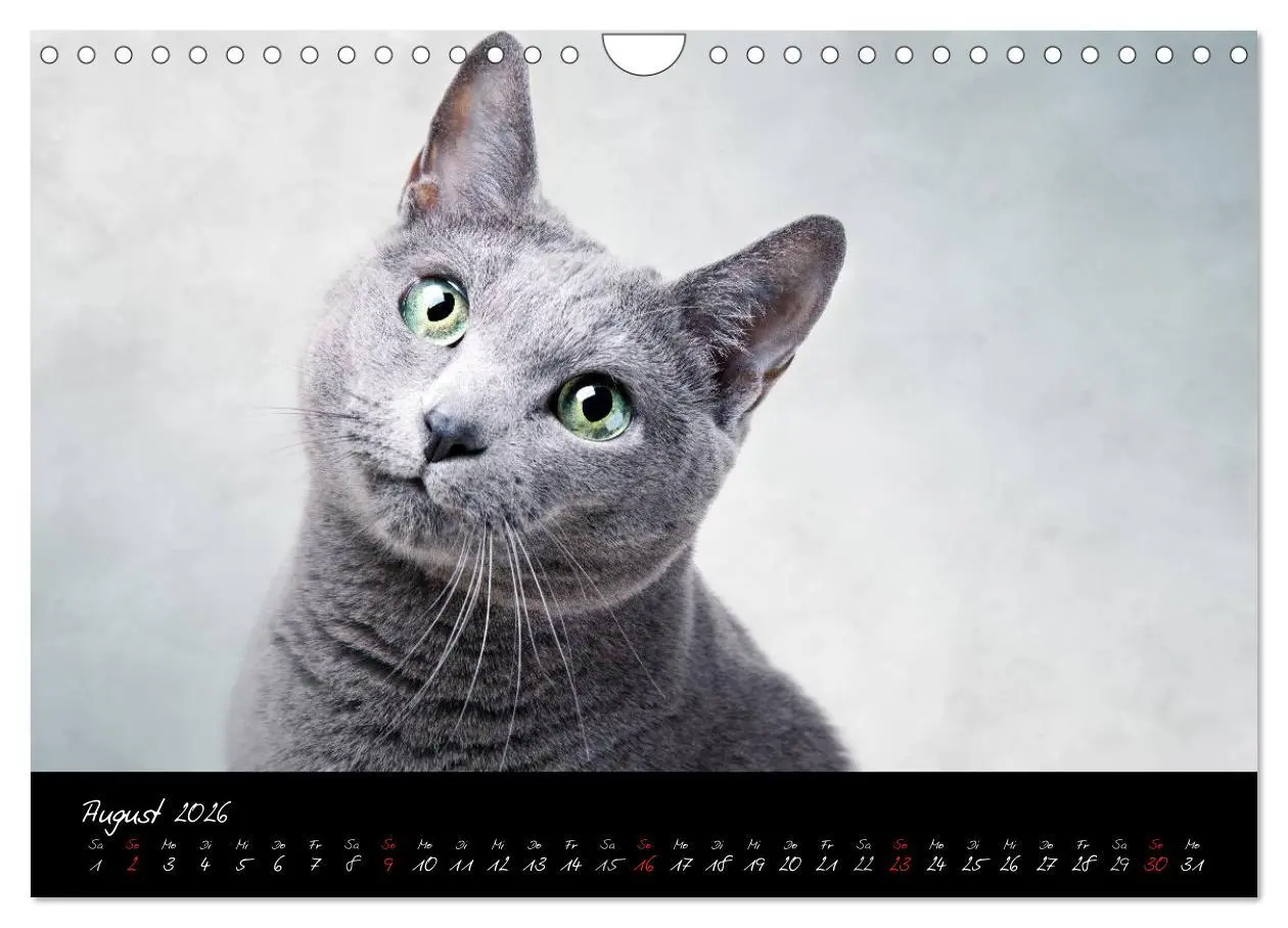 Bild: 9783516231564 | Katzen 2026 (Wandkalender 2026 DIN A4 quer), CALVENDO Monatskalender