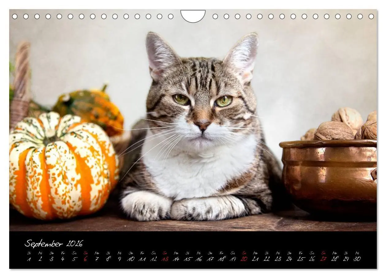 Bild: 9783516231564 | Katzen 2026 (Wandkalender 2026 DIN A4 quer), CALVENDO Monatskalender