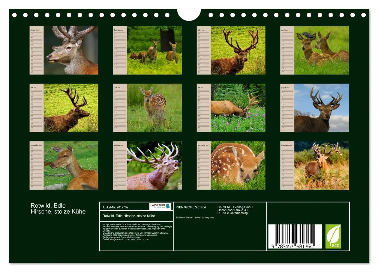 Bild: 9783457981764 | Rotwild. Edle Hirsche, stolze Kühe (Wandkalender 2026 DIN A4 quer),...