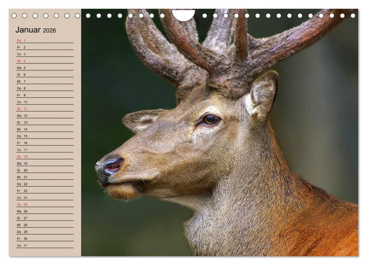Bild: 9783457981764 | Rotwild. Edle Hirsche, stolze Kühe (Wandkalender 2026 DIN A4 quer),...