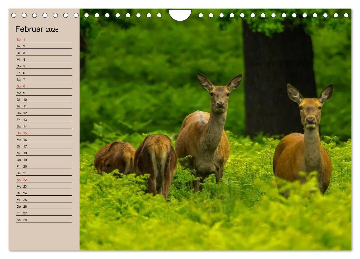 Bild: 9783457981764 | Rotwild. Edle Hirsche, stolze Kühe (Wandkalender 2026 DIN A4 quer),...
