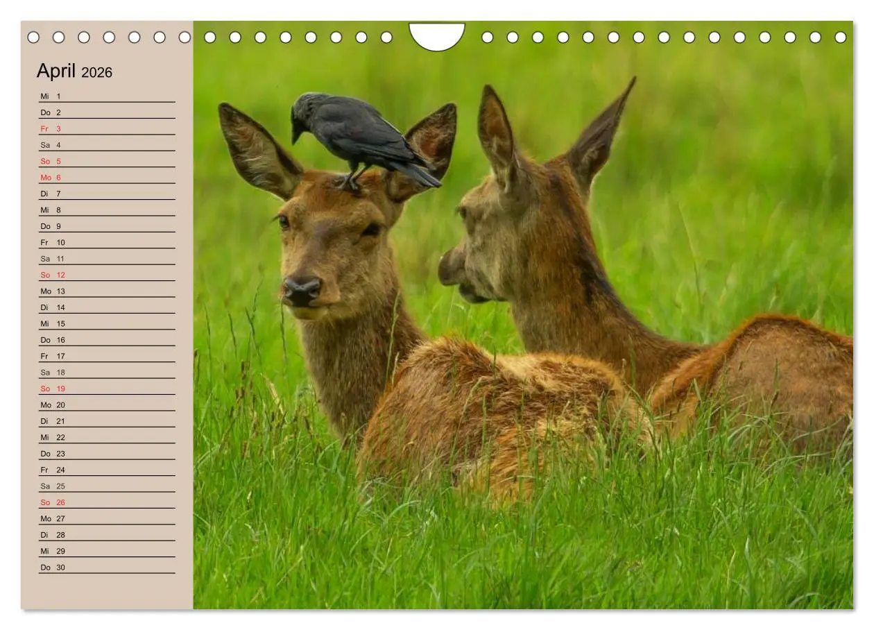 Bild: 9783457981764 | Rotwild. Edle Hirsche, stolze Kühe (Wandkalender 2026 DIN A4 quer),...