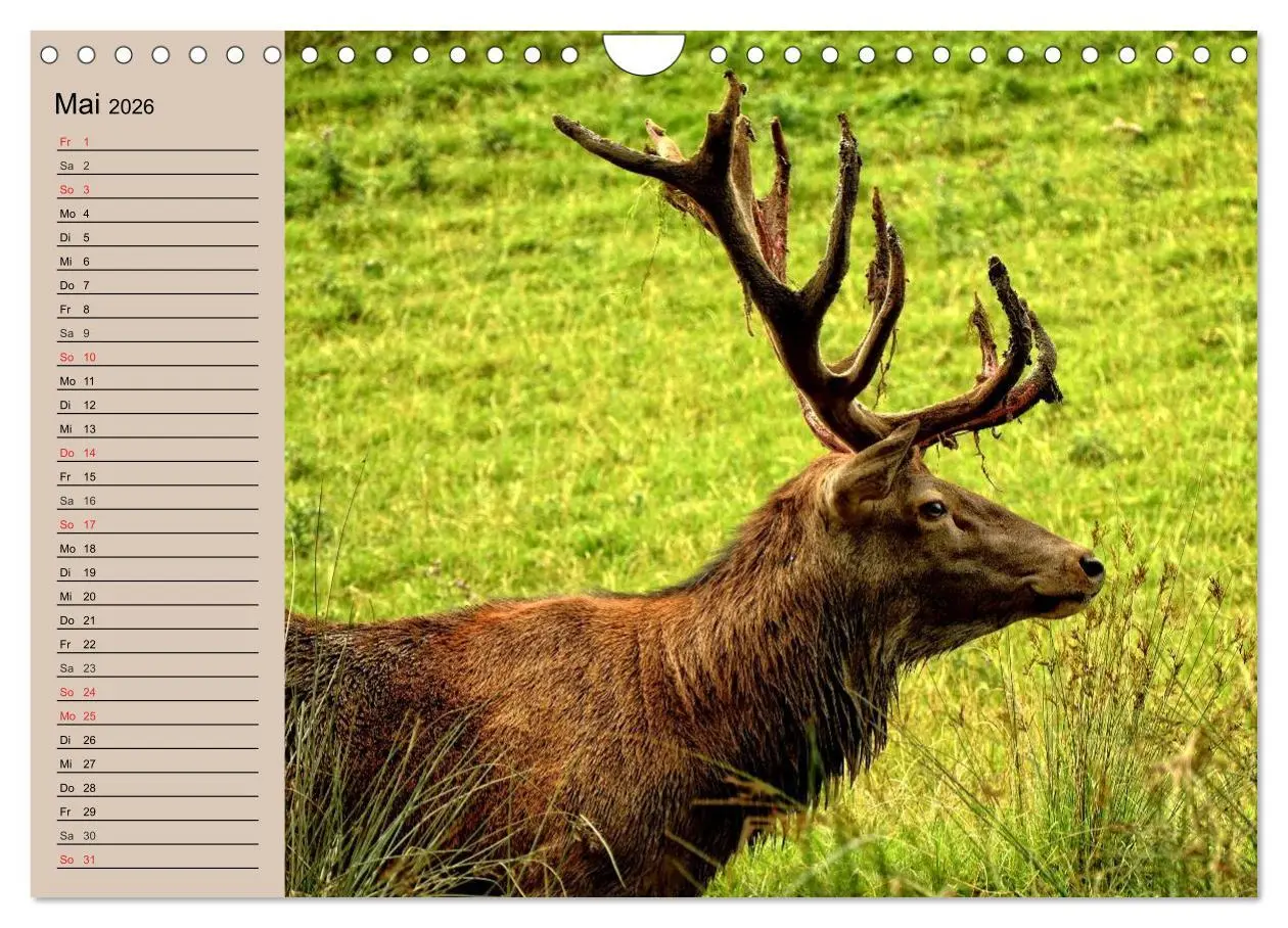 Bild: 9783457981764 | Rotwild. Edle Hirsche, stolze Kühe (Wandkalender 2026 DIN A4 quer),...