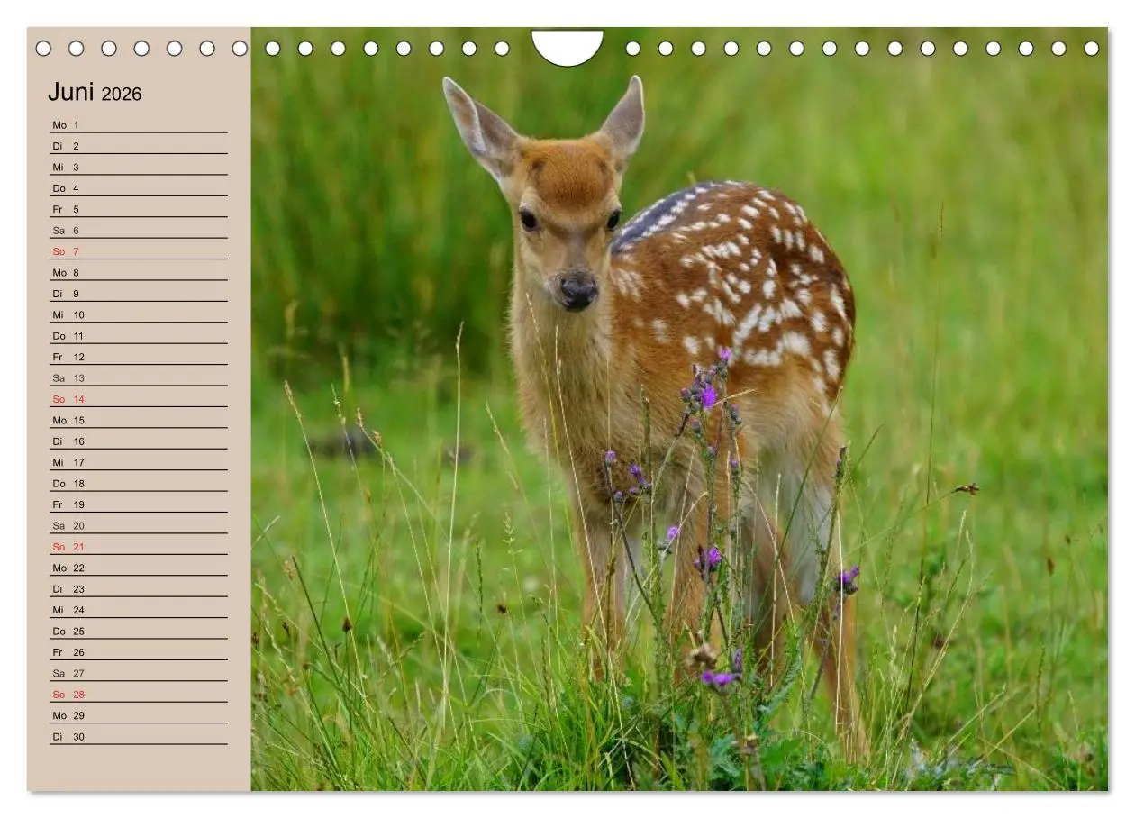Bild: 9783457981764 | Rotwild. Edle Hirsche, stolze Kühe (Wandkalender 2026 DIN A4 quer),...