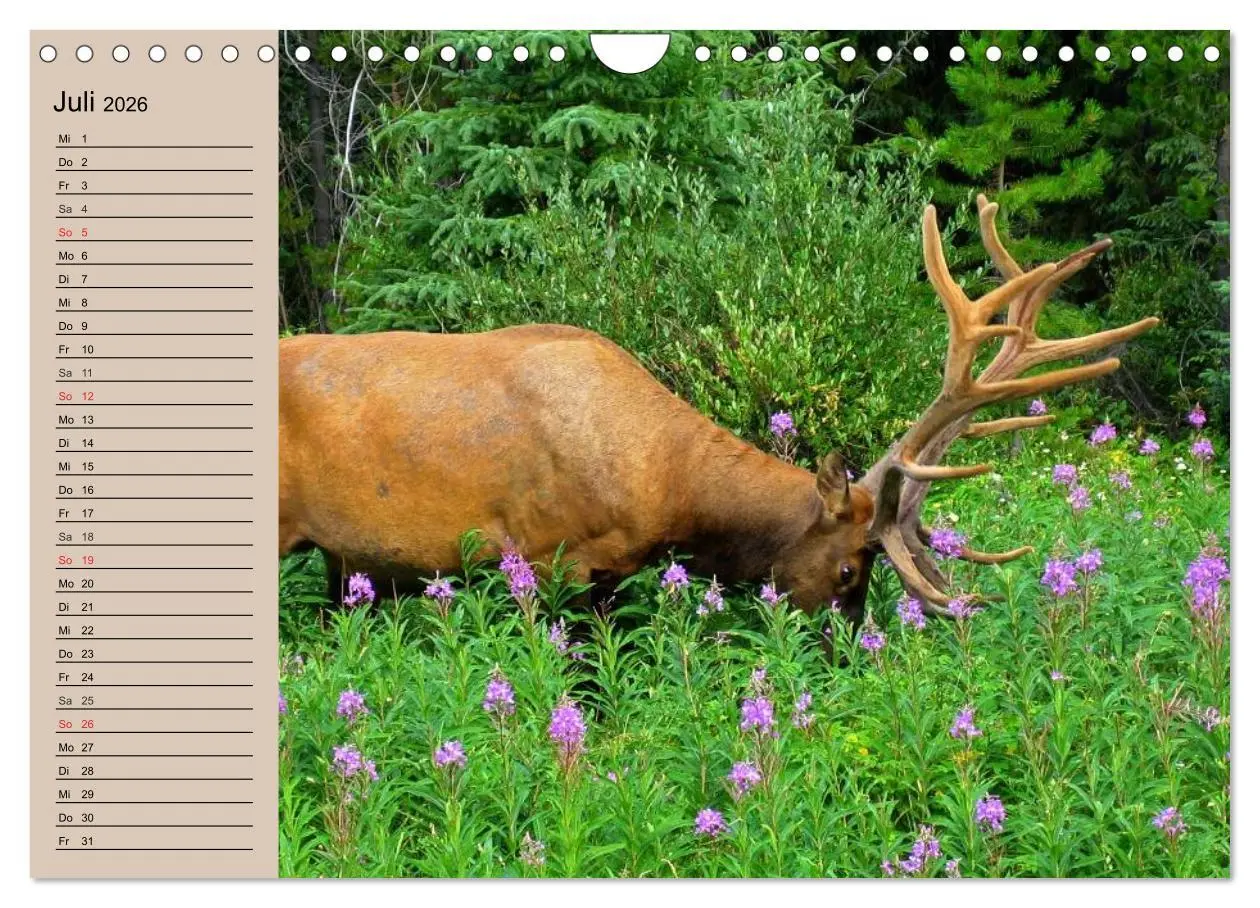 Bild: 9783457981764 | Rotwild. Edle Hirsche, stolze Kühe (Wandkalender 2026 DIN A4 quer),...
