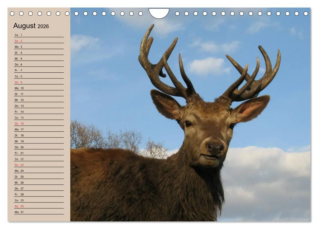Bild: 9783457981764 | Rotwild. Edle Hirsche, stolze Kühe (Wandkalender 2026 DIN A4 quer),...