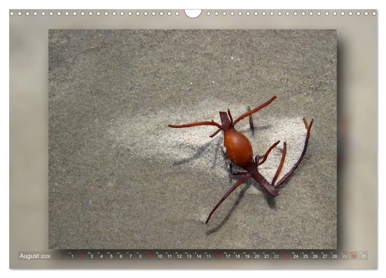 Bild: 9783516211764 | Baltrum - Ein Tag am Strand (Wandkalender 2026 DIN A3 quer),...