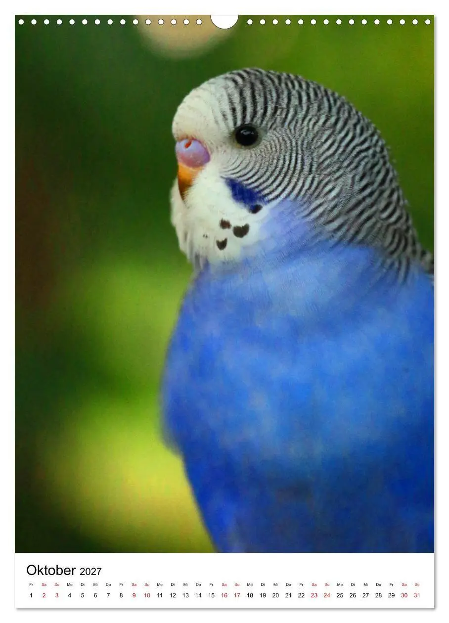 Bild: 9783569541764 | Der Wellensittich - Mein Lieblingsvogel (Wandkalender 2027 DIN A3...