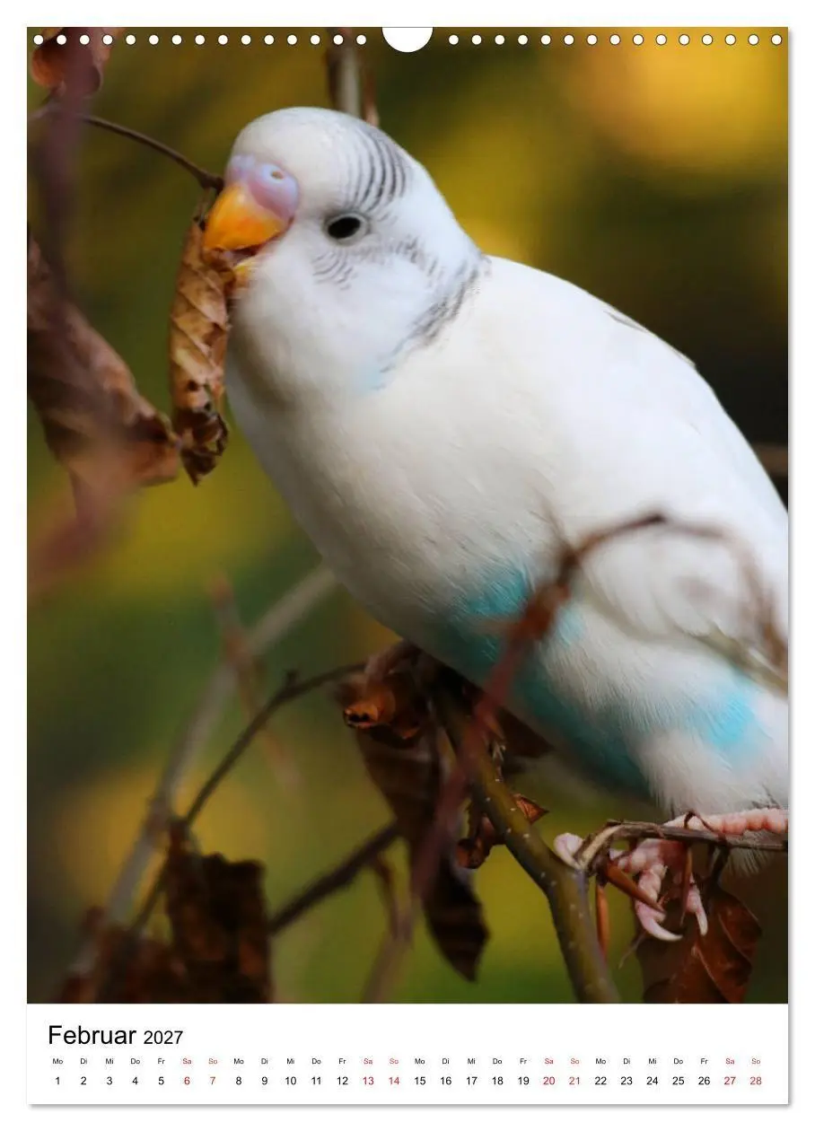 Bild: 9783569541764 | Der Wellensittich - Mein Lieblingsvogel (Wandkalender 2027 DIN A3...