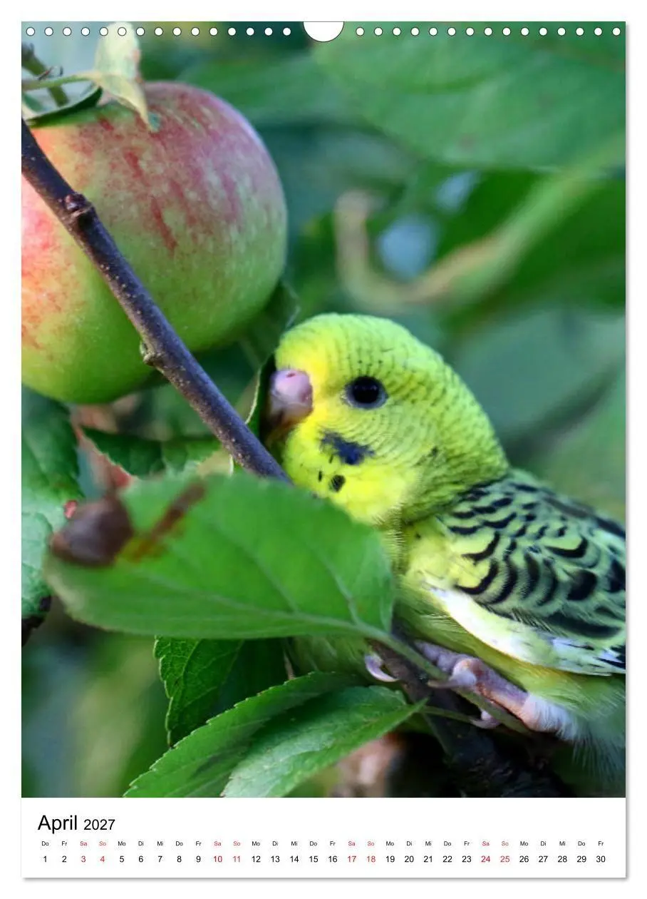 Bild: 9783569541764 | Der Wellensittich - Mein Lieblingsvogel (Wandkalender 2027 DIN A3...