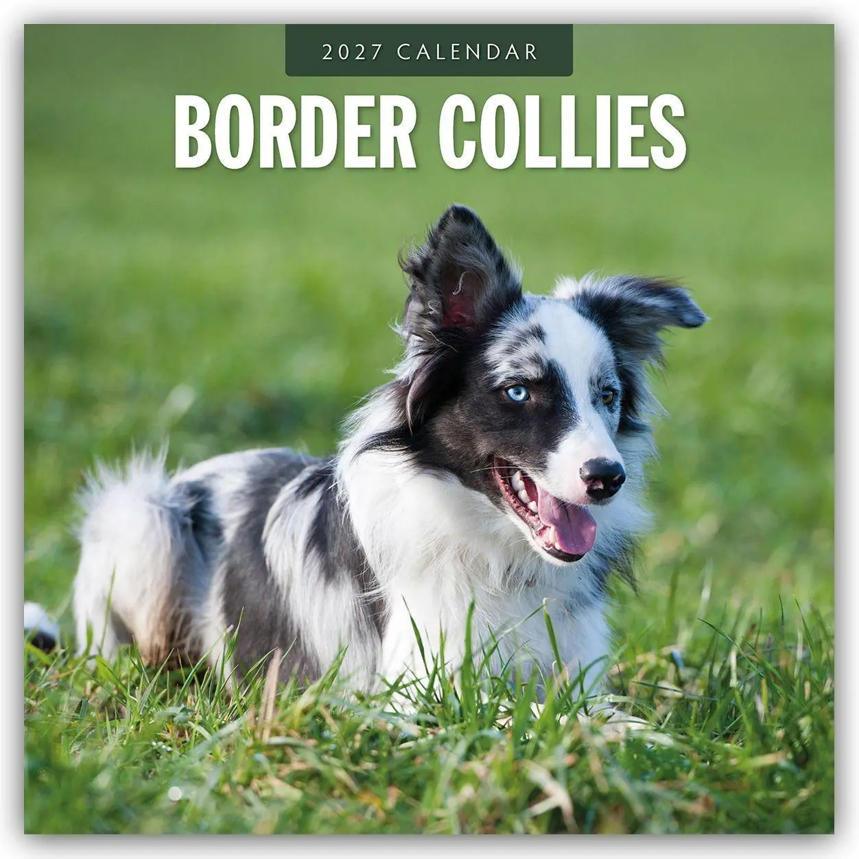 Cover: 9781837011964 | Border Collies - Border Collie 2027 - 16-Monatskalender | Robin Red