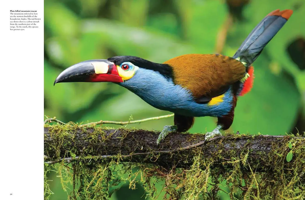 Bild: 9781838861964 | Tropical Birds | Tom Jackson | Buch | Gebunden | Englisch | 2022