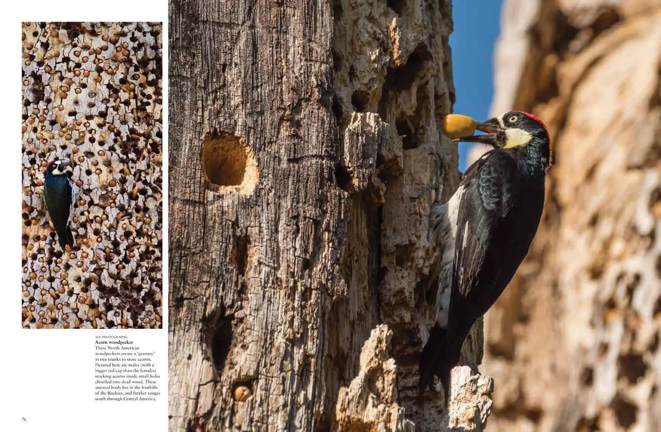 Bild: 9781838861964 | Tropical Birds | Tom Jackson | Buch | Gebunden | Englisch | 2022