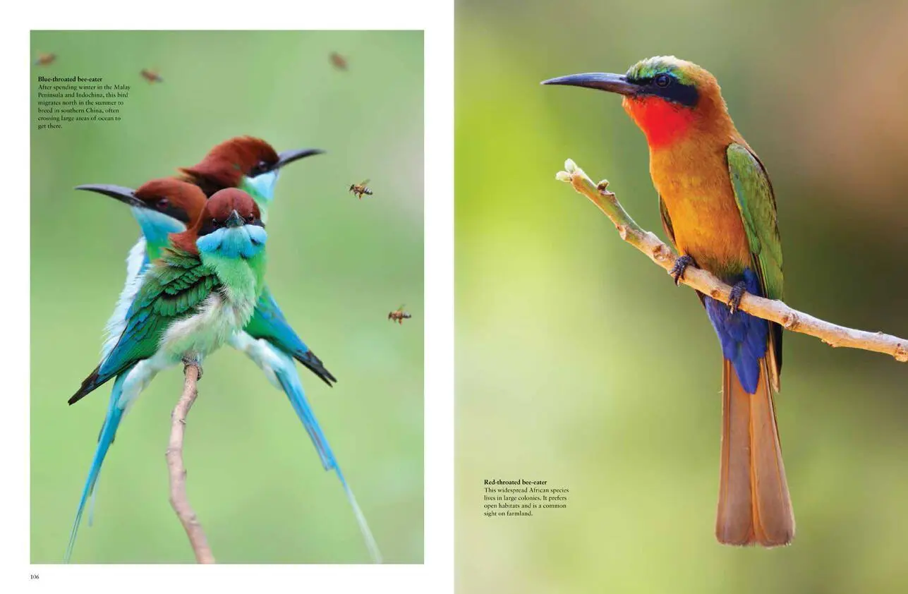 Bild: 9781838861964 | Tropical Birds | Tom Jackson | Buch | Gebunden | Englisch | 2022