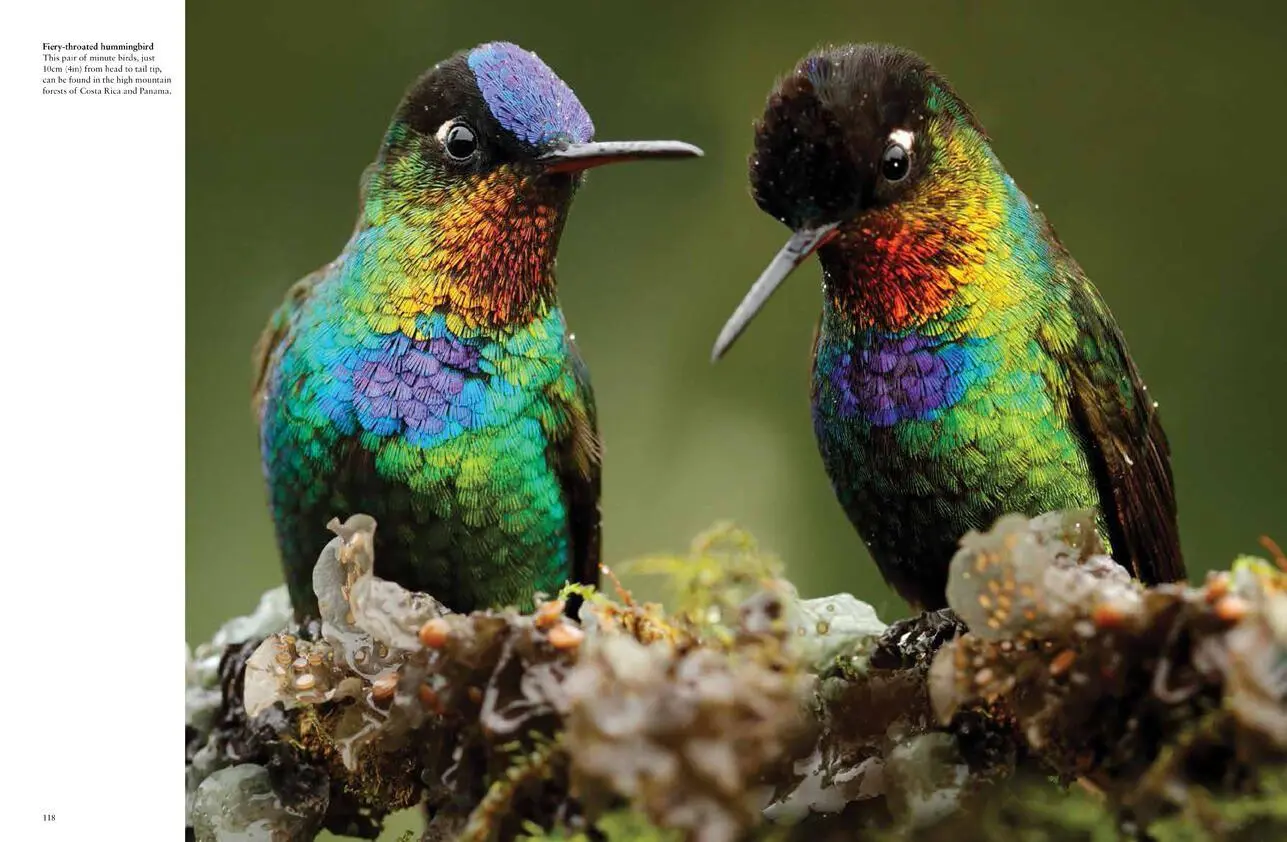 Bild: 9781838861964 | Tropical Birds | Tom Jackson | Buch | Gebunden | Englisch | 2022