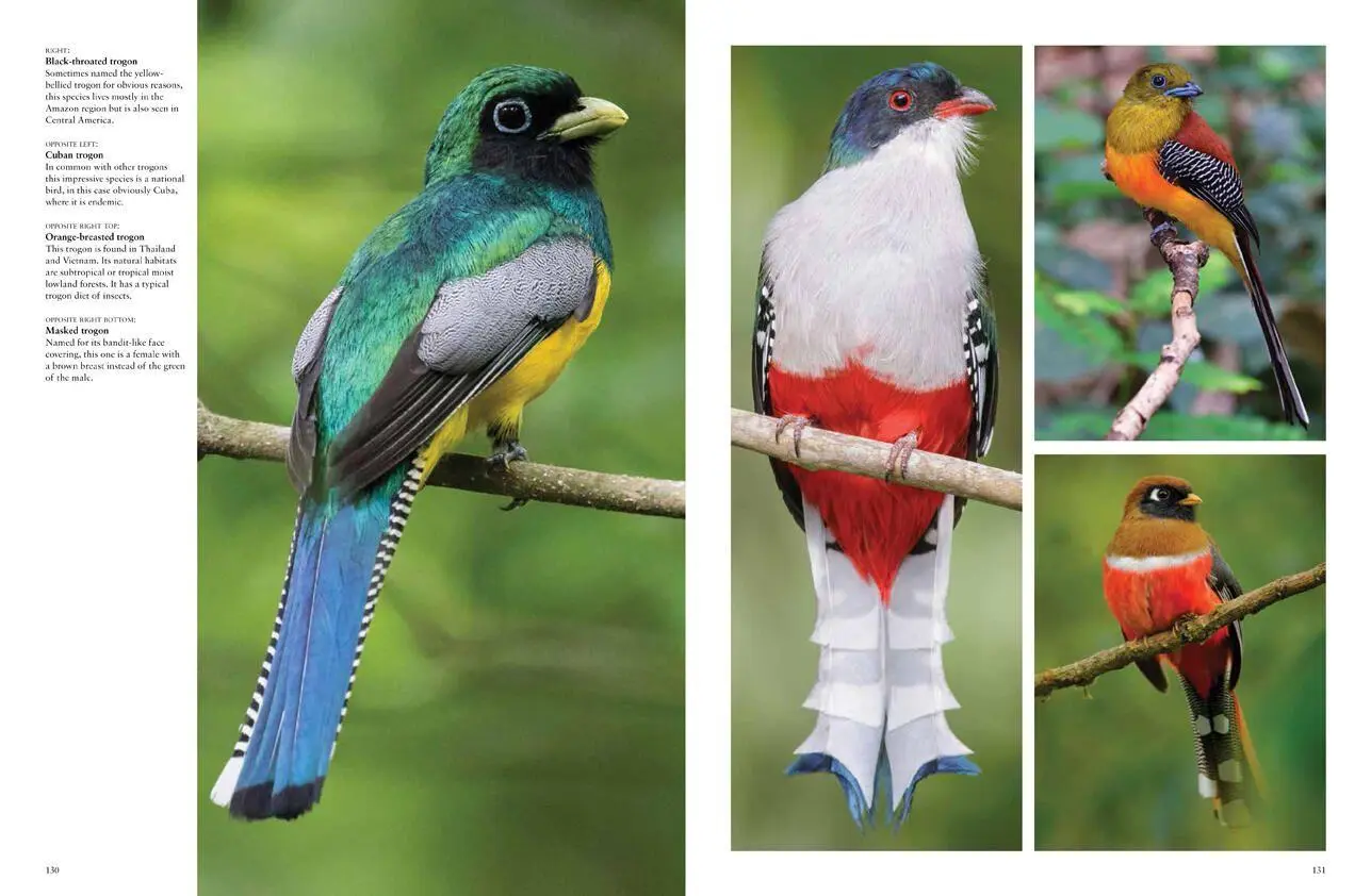 Bild: 9781838861964 | Tropical Birds | Tom Jackson | Buch | Gebunden | Englisch | 2022