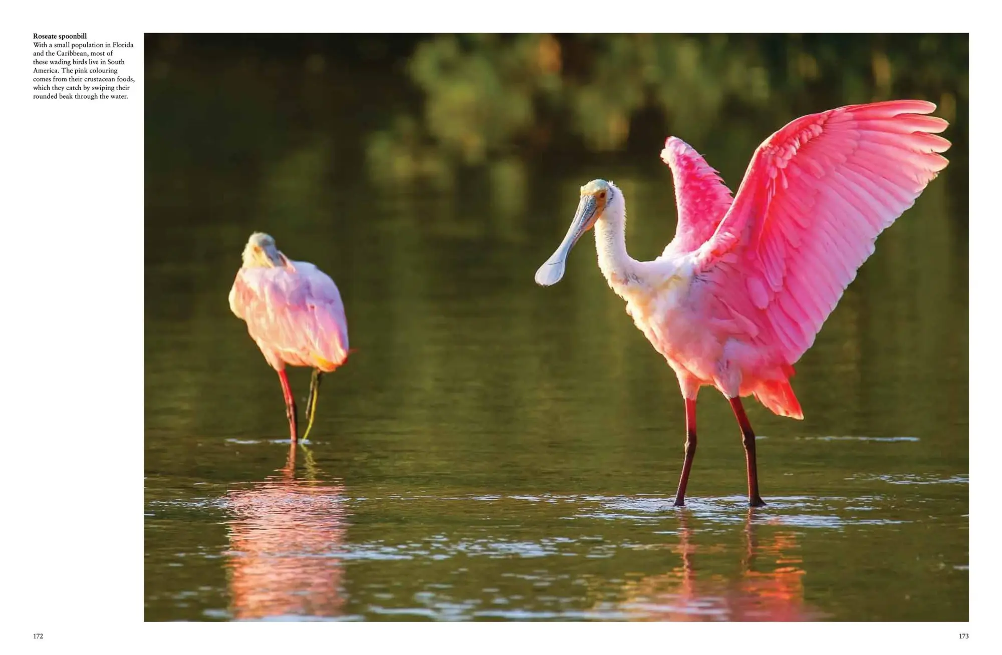 Bild: 9781838861964 | Tropical Birds | Tom Jackson | Buch | Animals in Photographs | 2022