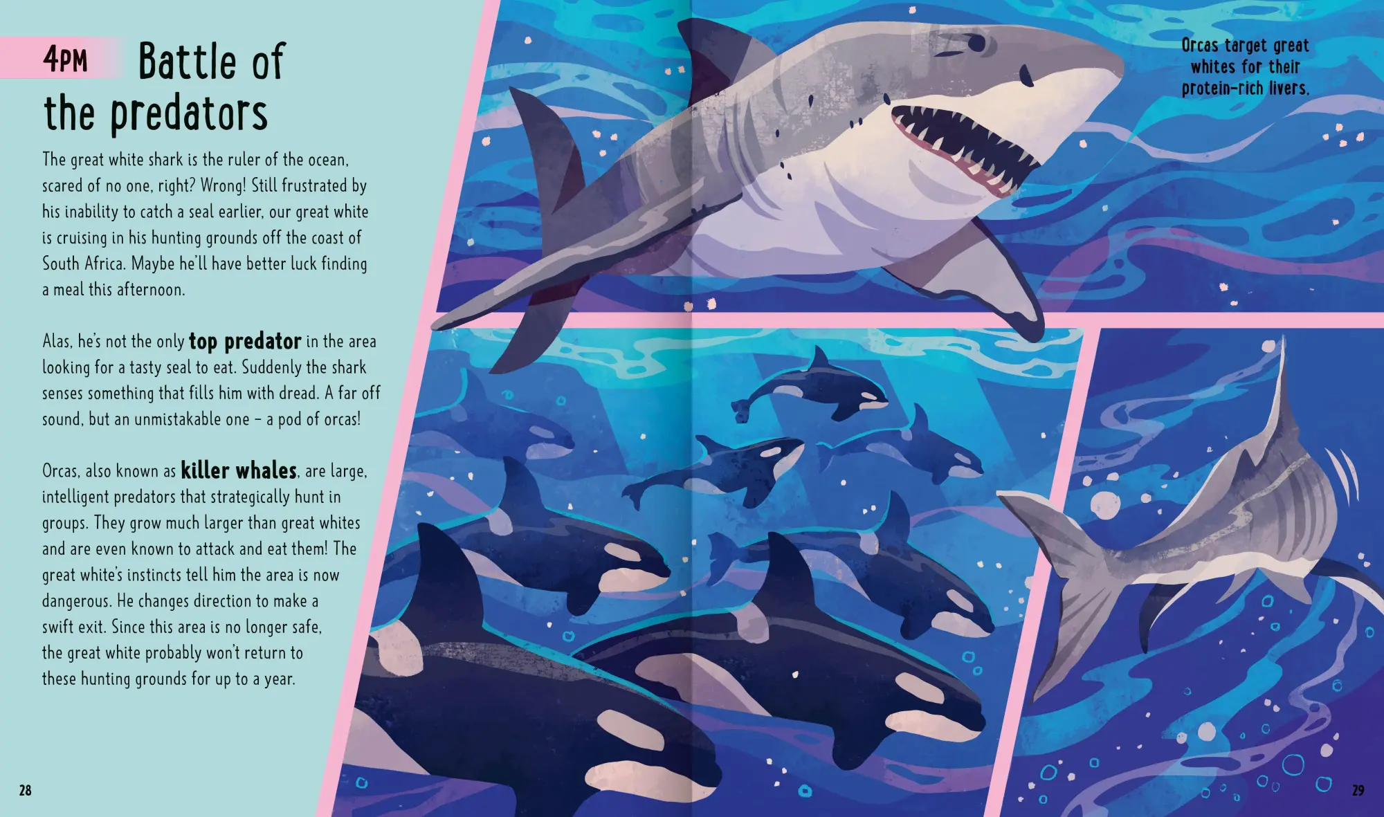 Bild: 9781838992064 | Sharks (A Day in the Life) | Carlee Jackson (u. a.) | Buch | Gebunden