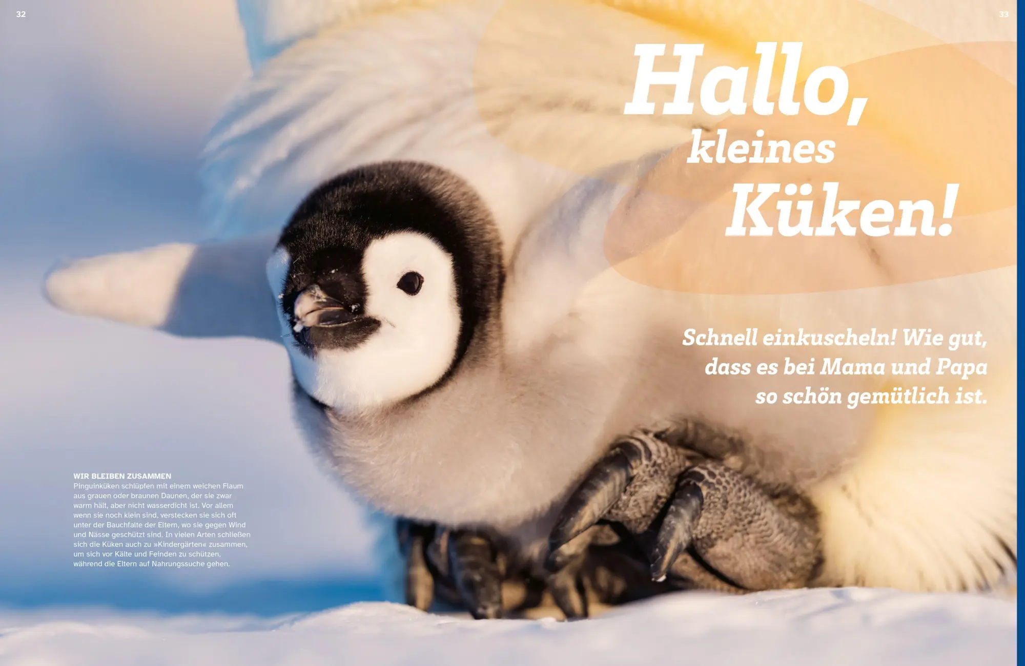 Bild: 9783788682064 | WAS IST WAS Pinguine. Immer cool drauf | Annette Scheffer | Buch