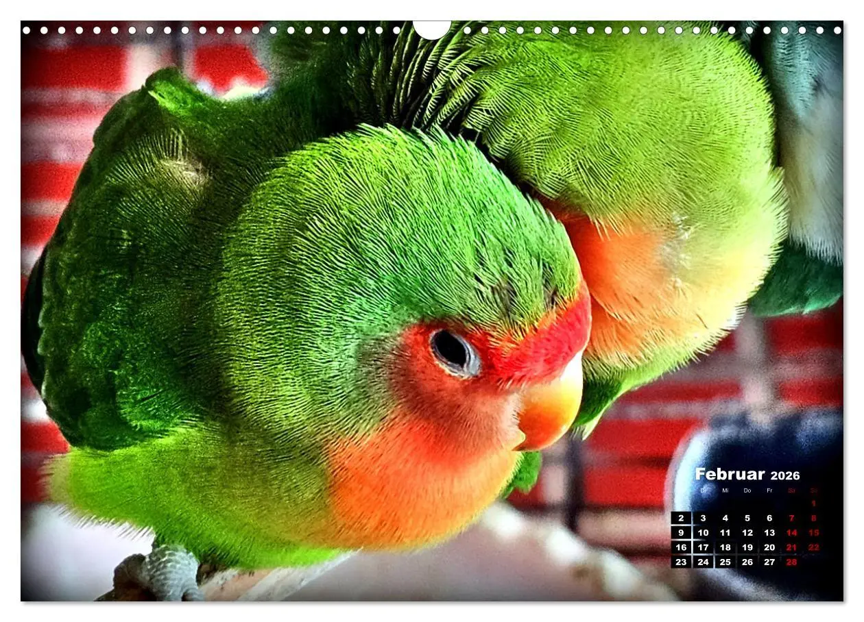 Bild: 9783457392164 | Die Unzertrennlichen (Wandkalender 2026 DIN A3 quer), CALVENDO...