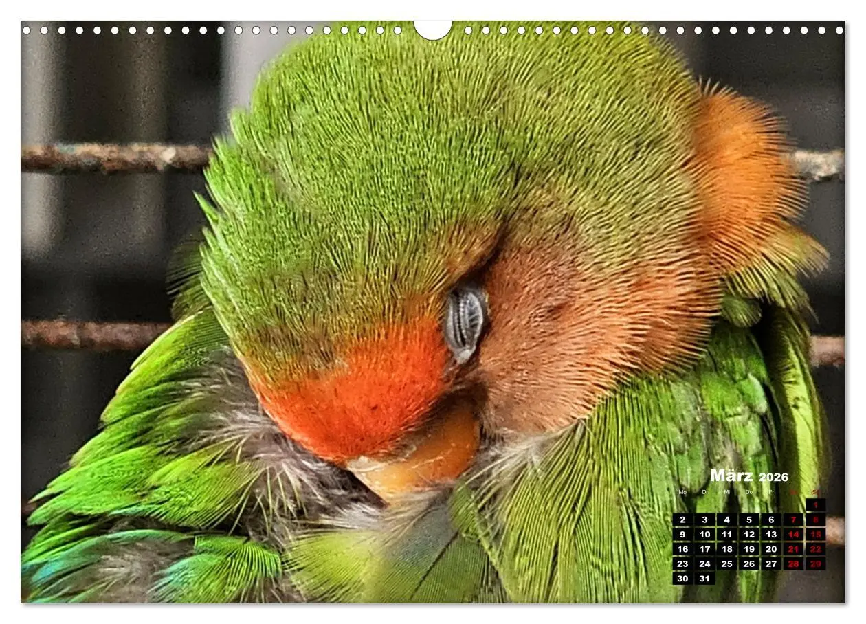 Bild: 9783457392164 | Die Unzertrennlichen (Wandkalender 2026 DIN A3 quer), CALVENDO...
