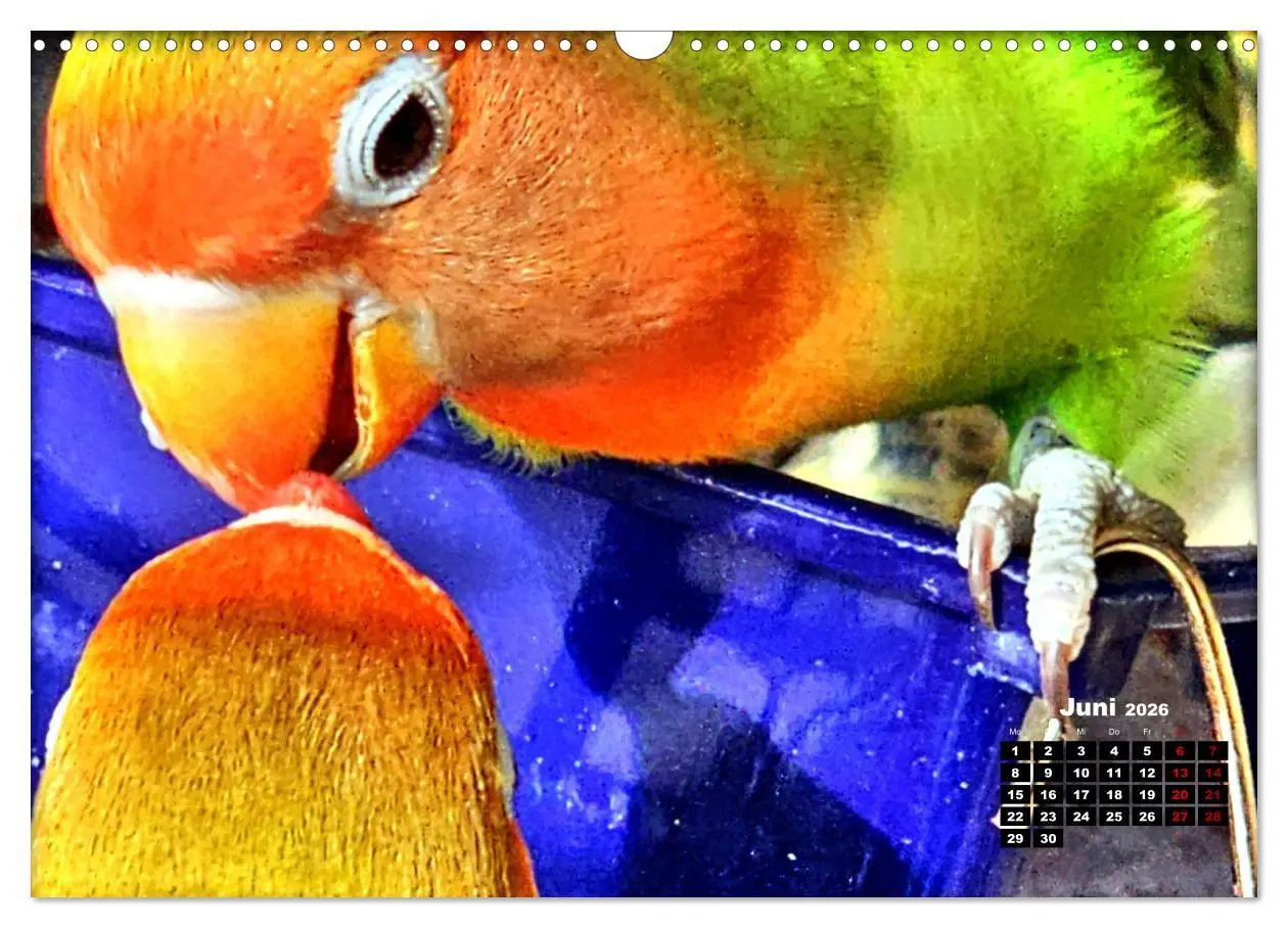 Bild: 9783457392164 | Die Unzertrennlichen (Wandkalender 2026 DIN A3 quer), CALVENDO...