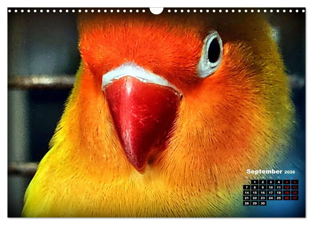 Bild: 9783457392164 | Die Unzertrennlichen (Wandkalender 2026 DIN A3 quer), CALVENDO...