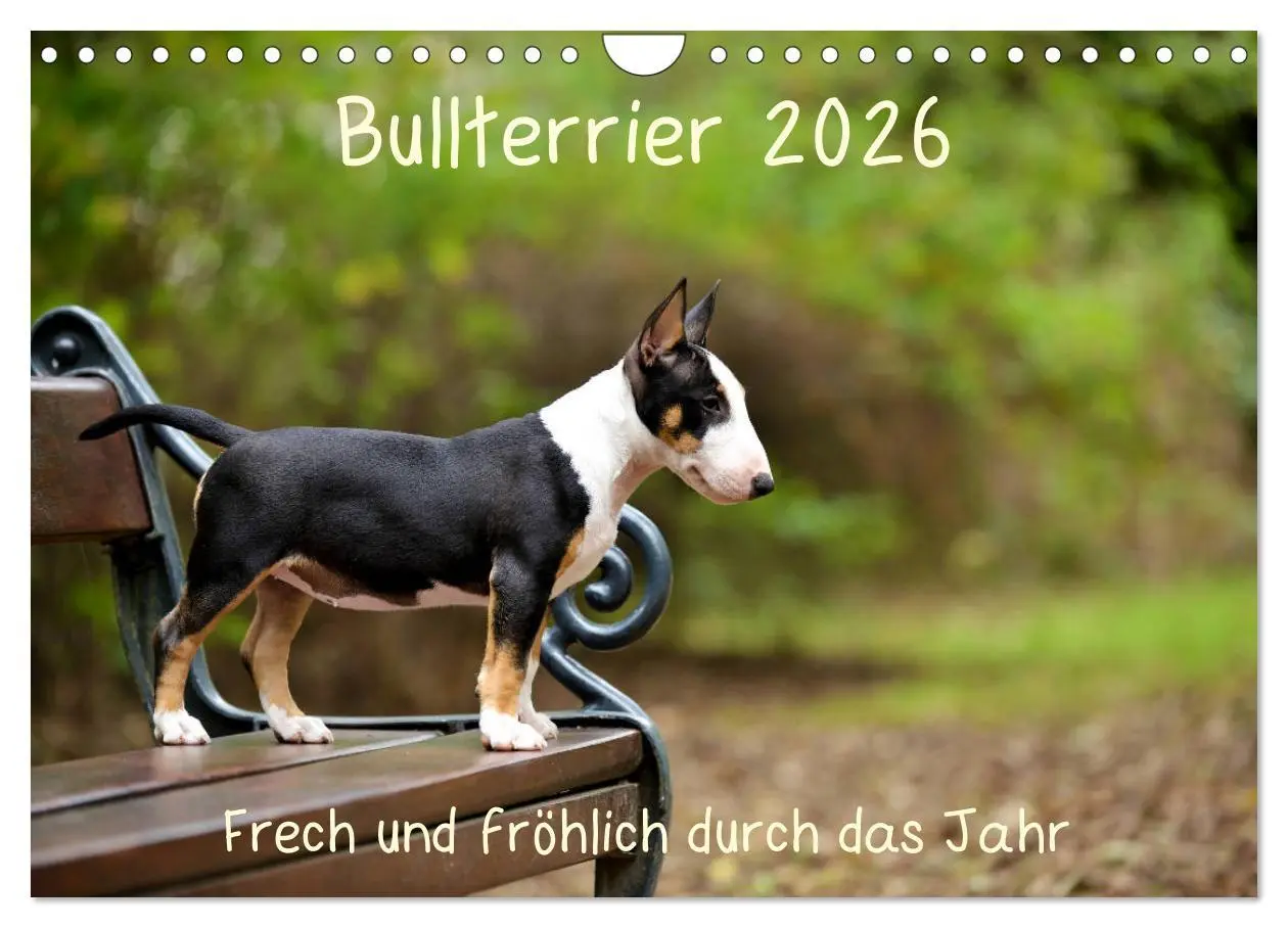 Cover: 9783457842164 | Bullterrier 2026 Frech und fröhlich durch das Jahr (Wandkalender...