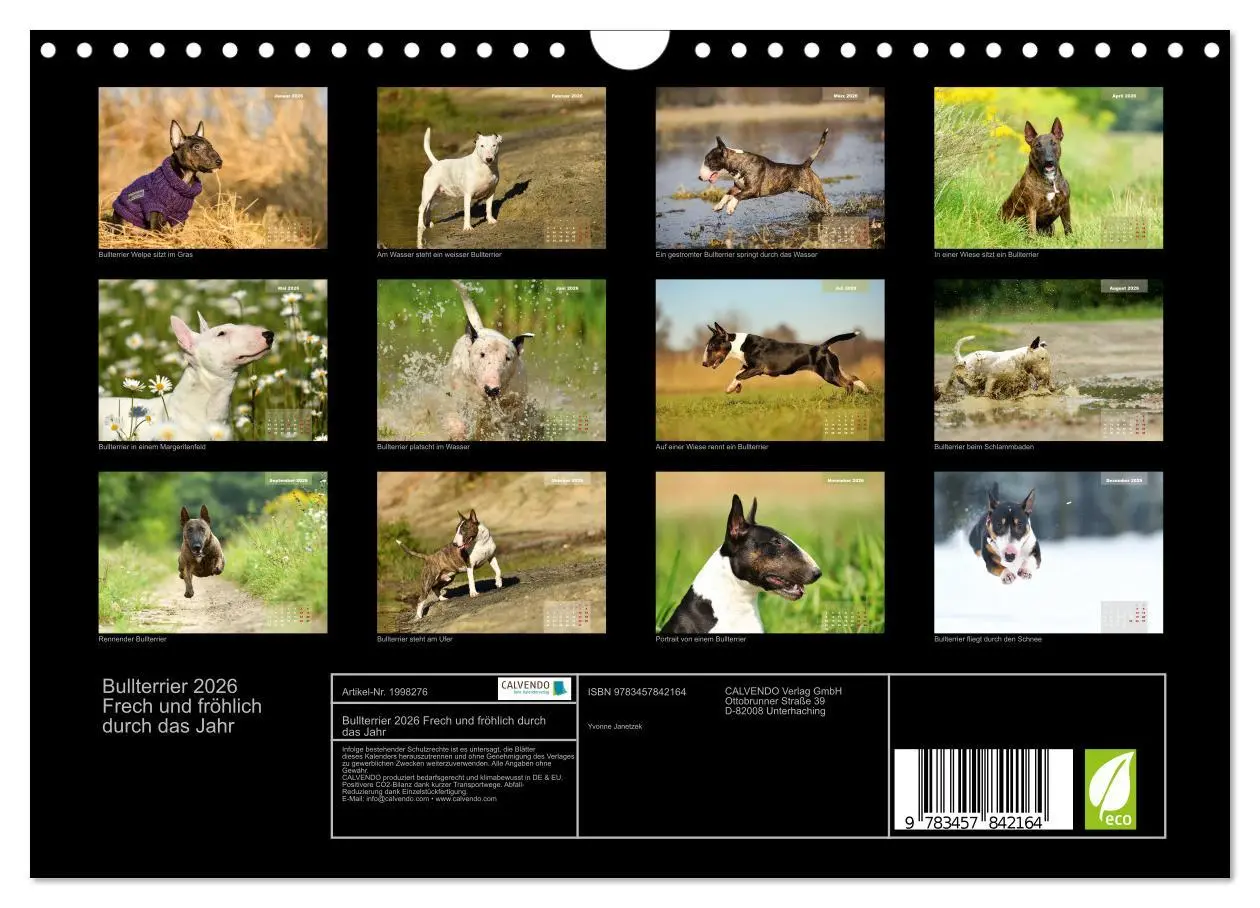 Bild: 9783457842164 | Bullterrier 2026 Frech und fröhlich durch das Jahr (Wandkalender...