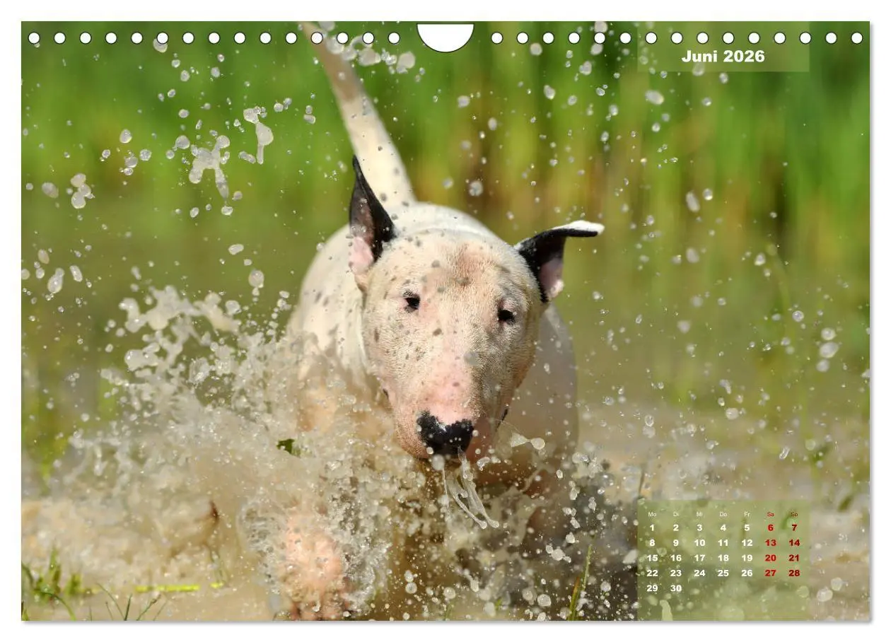 Bild: 9783457842164 | Bullterrier 2026 Frech und fröhlich durch das Jahr (Wandkalender...