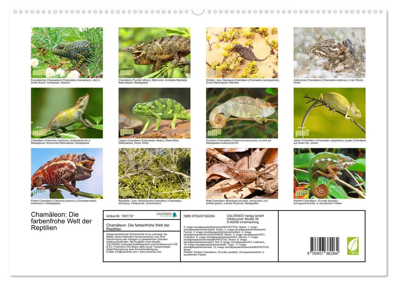 Bild: 9783457382264 | Chamäleon: Die farbenfrohe Welt der Reptilien (hochwertiger Premium...