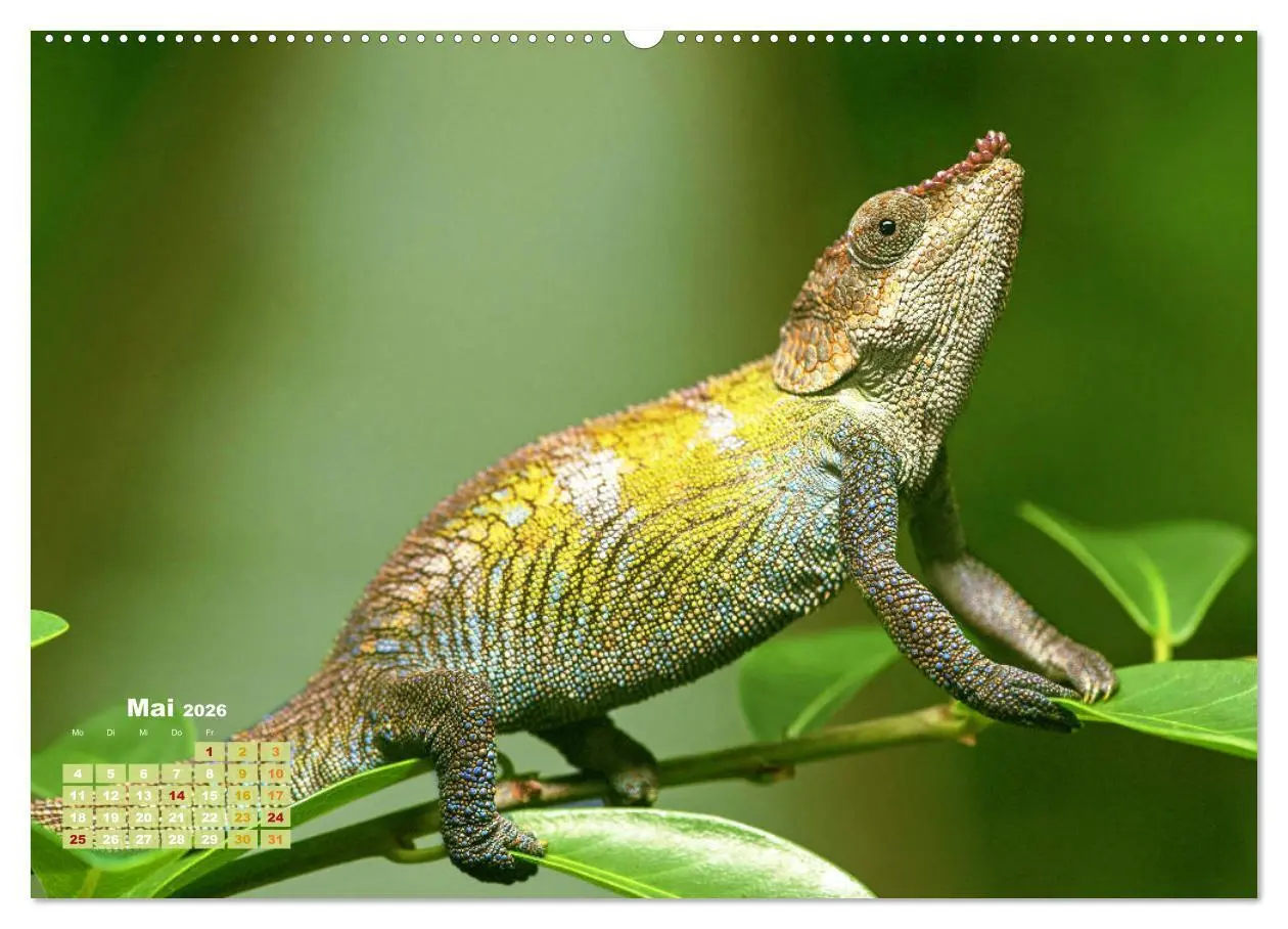 Bild: 9783457382264 | Chamäleon: Die farbenfrohe Welt der Reptilien (hochwertiger Premium...