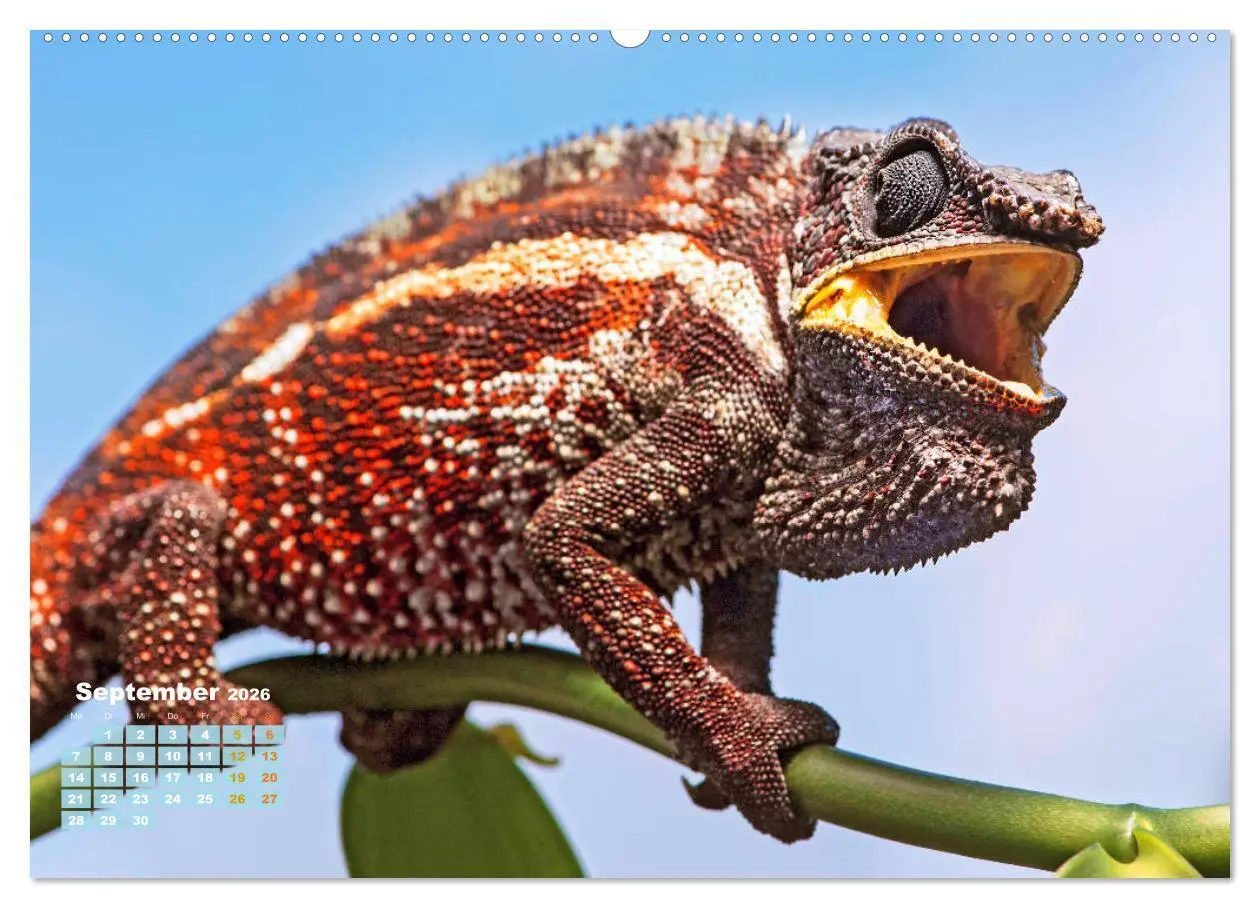 Bild: 9783457382264 | Chamäleon: Die farbenfrohe Welt der Reptilien (hochwertiger Premium...