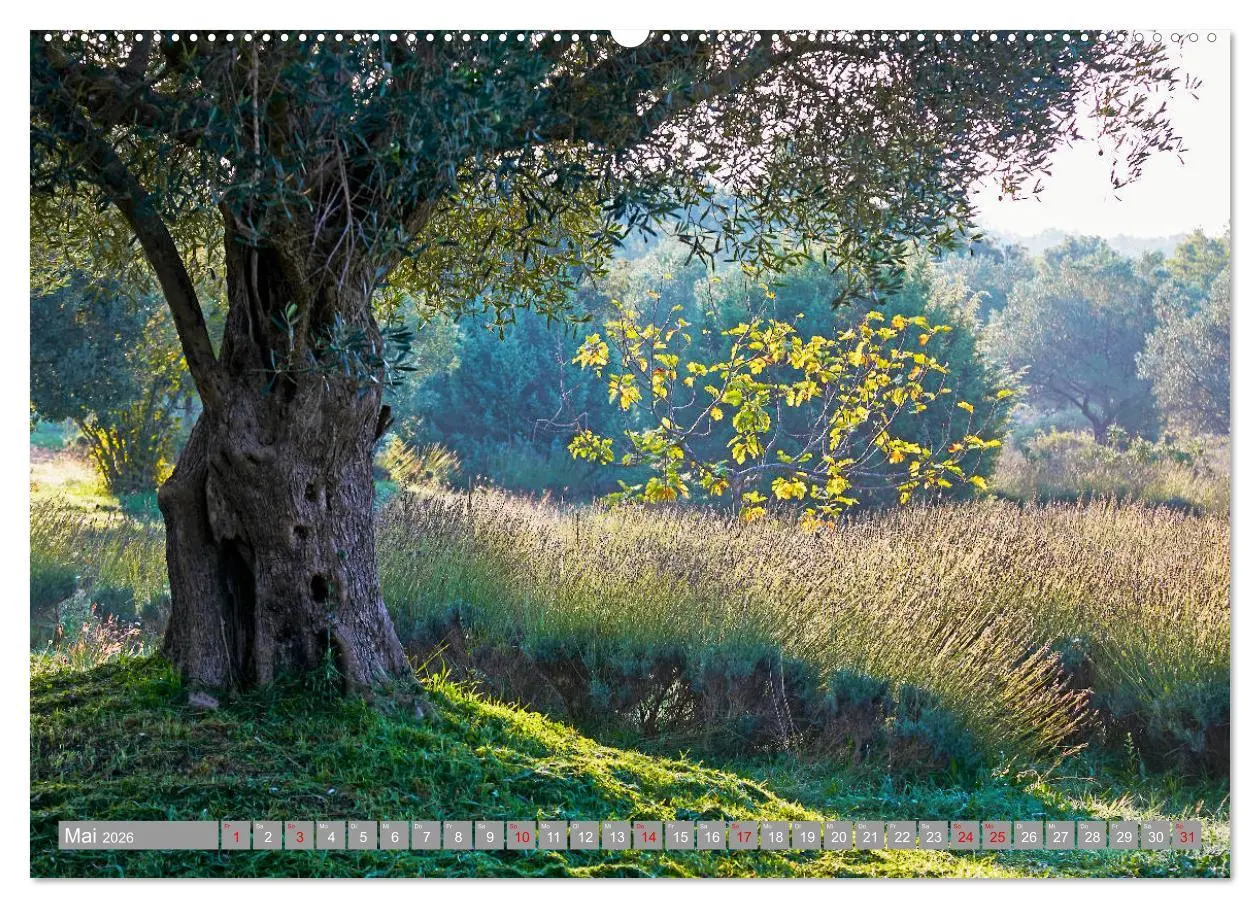 Bild: 9783457832264 | ISTRIEN (Wandkalender 2026 DIN A2 quer), CALVENDO Monatskalender