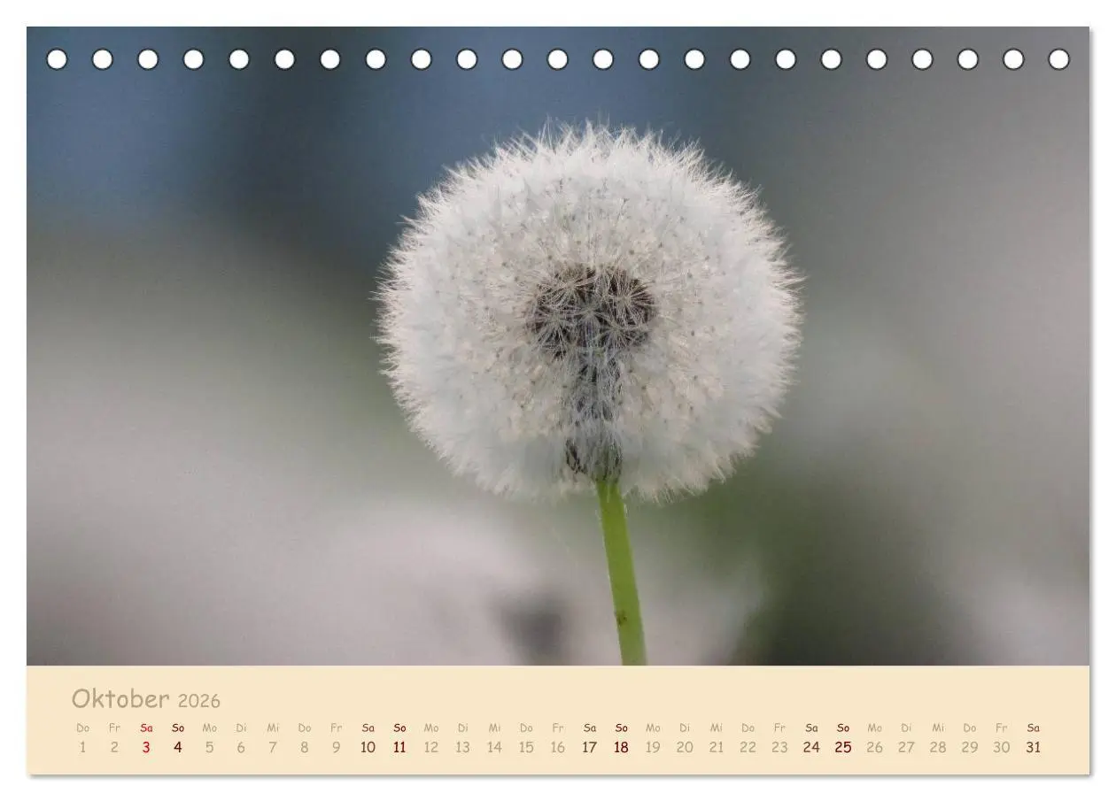 Bild: 9783516082364 | Unscheinbare Schönheit - Pusteblume (Tischkalender 2026 DIN A5...