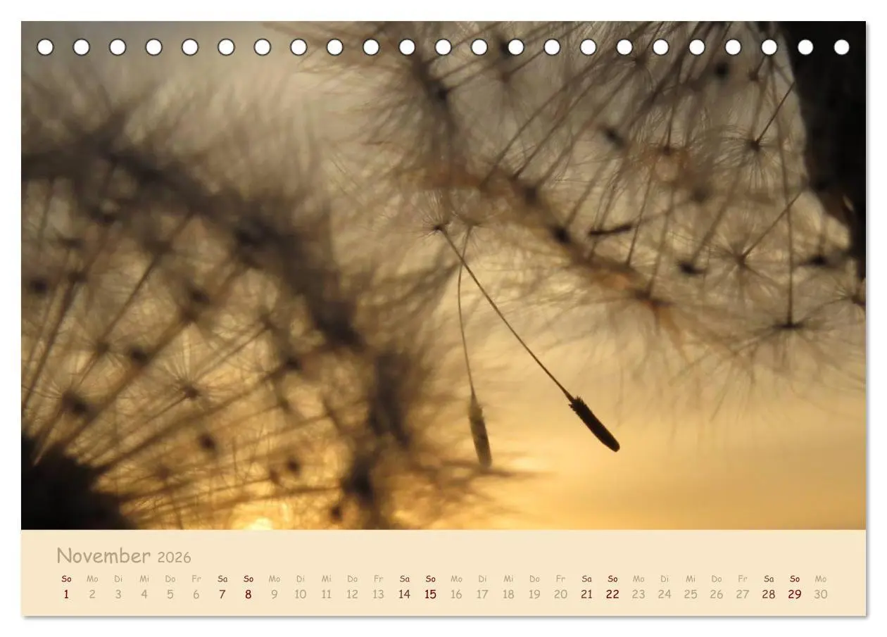 Bild: 9783516082364 | Unscheinbare Schönheit - Pusteblume (Tischkalender 2026 DIN A5...