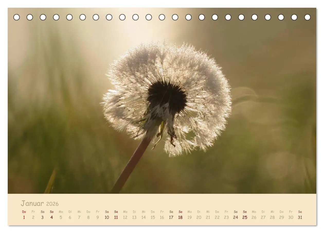 Bild: 9783516082364 | Unscheinbare Schönheit - Pusteblume (Tischkalender 2026 DIN A5...